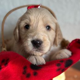Heart - Red  female Goldendoodle puppy in Calhan, Colorado from Snowy Goldens LLC