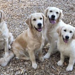 Golden Retrievers and Pugs from Oryan Goldens and Pugs