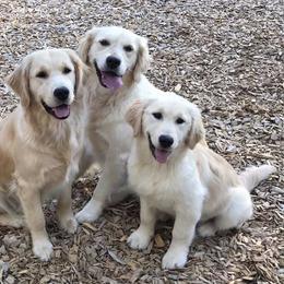 Golden Retrievers and Pugs from Oryan Goldens and Pugs
