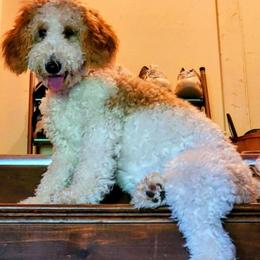 Kazam - Goldendoodle
