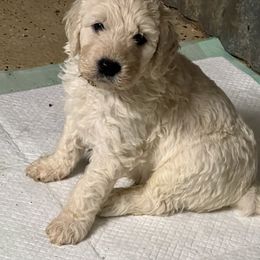 Goldendoodle, Golden Retriever, and Poodle Puppies from Angelic Goldens
