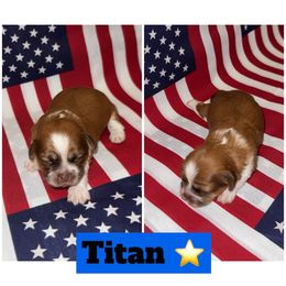 Titan - Brown and white male Shichon puppy in Mason City, Iowa from Nebula Nest