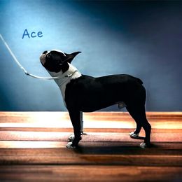Ace - Boston Terrier