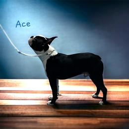 Ace - Boston Terrier