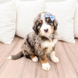 Female 0765 - Blue merle female Bernedoodle puppy in Ormond Beach, Florida from Florida Coast Doodles