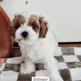Cavapoo and Goldendoodle Puppies from Pedersendoodles