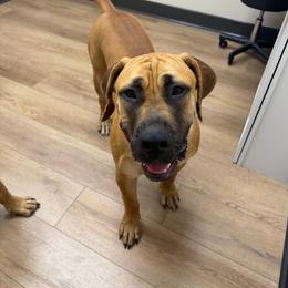 Bane - Fawn male Boerboel puppy in Flemingsburg, Kentucky from Aussgardian Boerboels