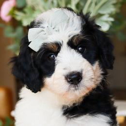Bernedoodles, Cavapoos, Goldendoodles, and Poodles from Red Ranch Dogs
