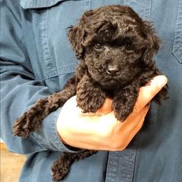 Cash - Toy Poodle Raised in Home - Black male Poodle puppy in Falcon, Missouri from Cedar House Heritage Poodles | AKC Toy & Miniature Poodle Puppies Raised in Home