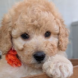 Poodles from Topline Poodles