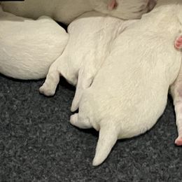 West Highland White Terrier Puppies from Northshore Chicago Westies