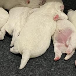 West Highland White Terrier Puppies from Northshore Chicago Westies