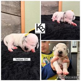 Girl 4 - White and black female Dalmatian puppy in Colome, South Dakota from KB Ridgebacks and Dals, LLC