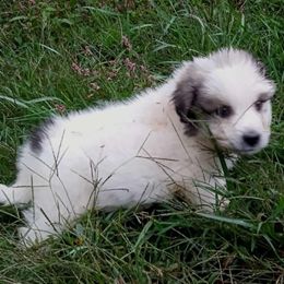 Puppy ID 819254 - White and badger female Great Pyrenees puppy in Leicester, North Carolina from Randall Glen Pyrenees