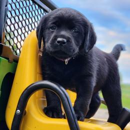 Girl 3-Purple - Black female Labrador Retriever puppy in Saunemin, Illinois from Shooting Star Labs