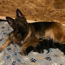 German Shepherd Puppies from Tasha's German Shepherds