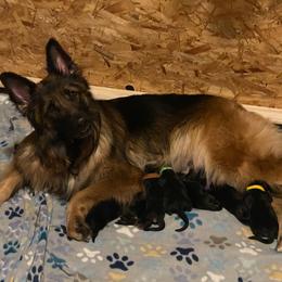German Shepherd Puppies from Tasha's German Shepherds