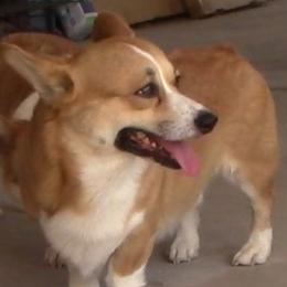 Fox - Pembroke Welsh Corgi