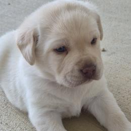 Amy Lee - Yellow female Labrador Retriever puppy in Greenwich, Ohio from Pure Gem Kennel