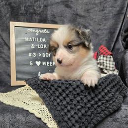 3 red collar boy - Black and tan male Pembroke Welsh Corgi puppy in Harrisburg, Illinois from Parish Corgis