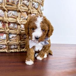 Huckleberry - gray collar boy - Red male Cavapoo puppy in Melbourne, Florida from Space Coast Doodle Co.