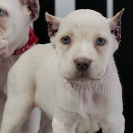 Purple collar - Fawn female Cane Corso puppy in Gwinnett County, Georgia from Better Than You Cane Corso’s