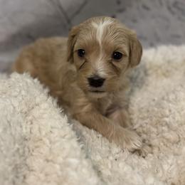 Tye - Cream male Goldendoodle puppy in Waynesboro, Virginia from Forest Creek Kennel