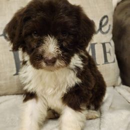 Lila girl - Brown and white female Portuguese Water Dog puppy in Narvon, Pennsylvania from Prized Family Porties