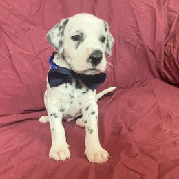 Blue Boy - Tri color! - White black and tan Dalmatian puppy in Leavenworth, Kansas from Tally Ho Dalmatians