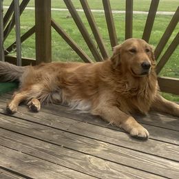 Scout - Golden Retriever