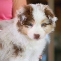 Australian Shepherd Puppies from Highline