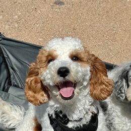 Cavapoo puppies from Grace's Fancy Poodles