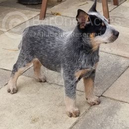 Forrest - Blue Australian Cattle Dog puppy in De Funiak Springs, Florida from BarOne Acres Australian Cattle Dogs