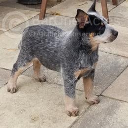 Forrest - Blue Australian Cattle Dog puppy in De Funiak Springs, Florida from BarOne Acres Australian Cattle Dogs