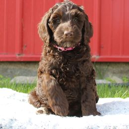 Acacia - Chocolate female Australian Cobberdog puppy in Bellingham, Minnesota from Whispering Prairie Australian Cobberdog