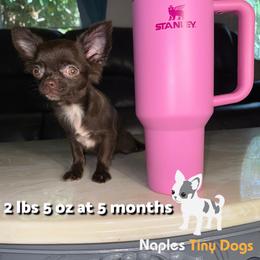 Chihuahua Puppies from Naples Tiny Dogs