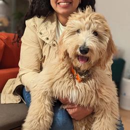 Goldendoodle Puppies from Lundee Doodles