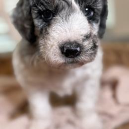 Cockapoo and Goldendoodle Puppies from Jax Doodles