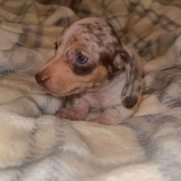 Dapple pie female - Dapple female Dachshund puppy in Woodward, Oklahoma from Wiener Dreams Dachshunds