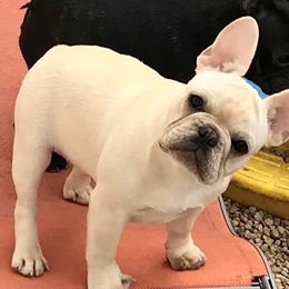 French Bulldog Puppies from BigStar French Bulldogs