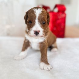 Cypress - Red  male Goldendoodle puppy in Sterling, Illinois from Charley's Goldendoodles