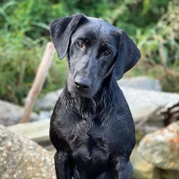 Karma - Labrador Retriever