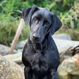 Karma - Labrador Retriever