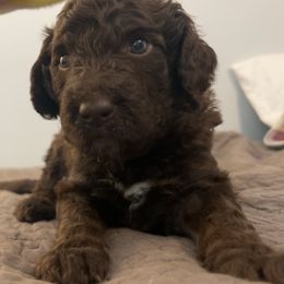 Aussiedoodle Puppies from Friendship Family Farm