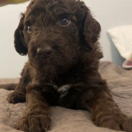 Aussiedoodle Puppies from Friendship Family Farm