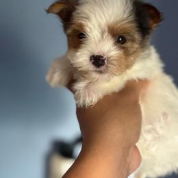 Make 3 - Parti male Yorkshire Terrier puppy in Fredericksburg, Virginia from VA Exclusive Yorkies