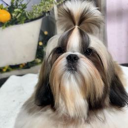 Mia - Shih Tzu
