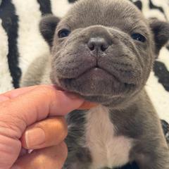 Luna - Blue female French Bulldog puppy in Chesapeake, Virginia from Pardon My Frenchies