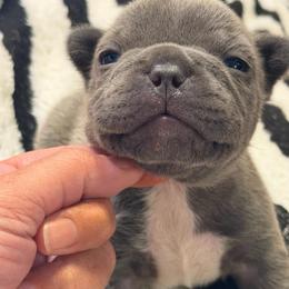 Luna - Blue female French Bulldog puppy in Chesapeake, Virginia from Pardon My Frenchies