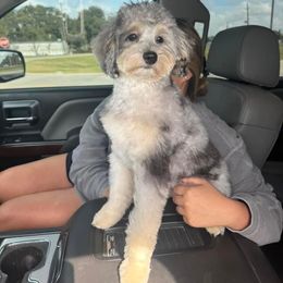 Aussiedoodle All Grown Up from Poodles and Doodles Most Excellent Adventures